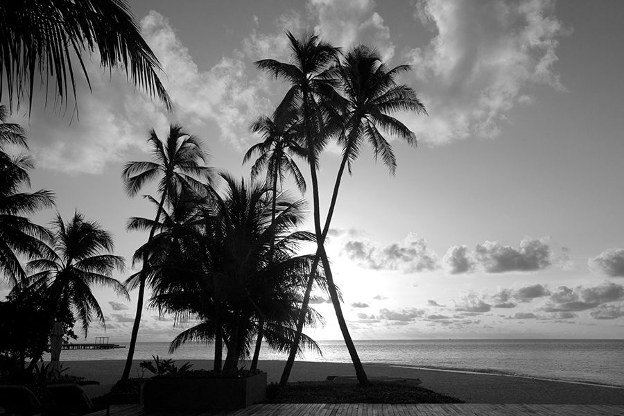Ormond Beach, FL - View of Ocean and Palm Trees in Florida in Black and White