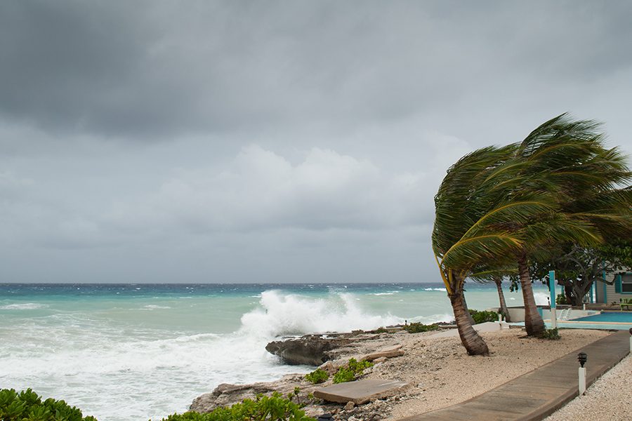 Hurricane Season Resources - Palm Trees Blowing in a Hurricane